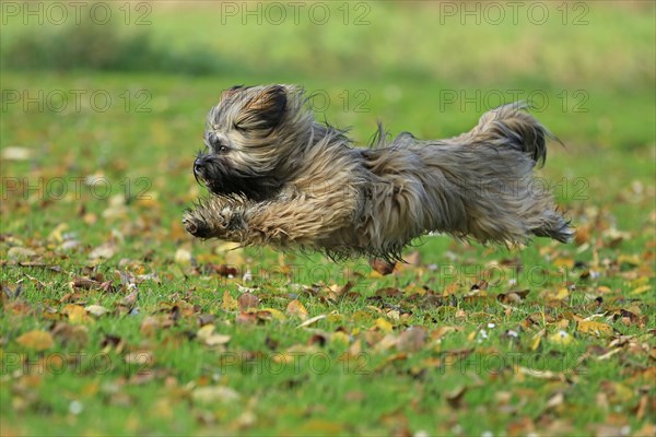 Lhasa Apso running