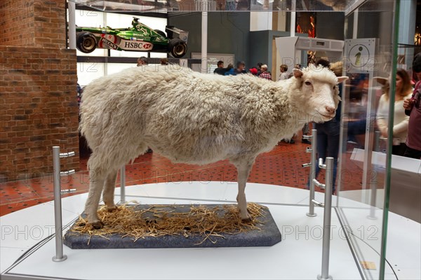 Sheep Dolly