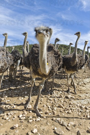 Ostriches (Struthio camelus) on a commercial ostrich farm