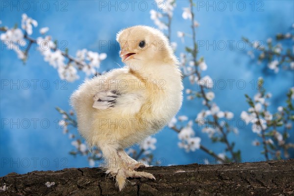 Domestic fowl chick