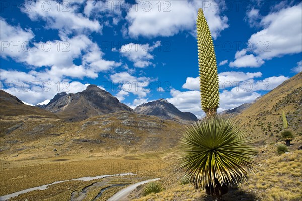 Queen of the Andes (Puya raimondii)