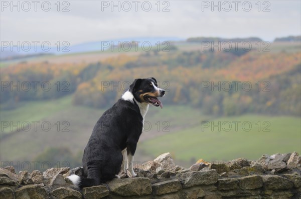 Appenzeller Sennenhund or Appenzell Mountain Dog