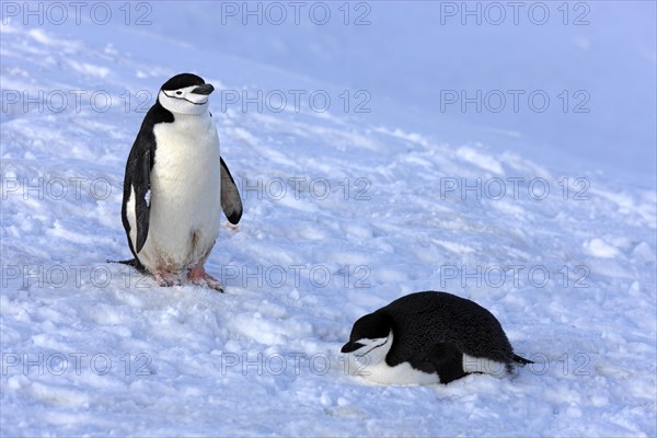 Chinstrap penguins (Pygoscelis antarctica) pair