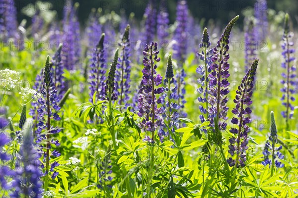 Blooming lupines (Lupinus)