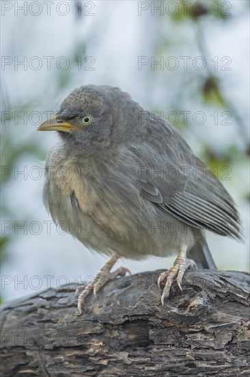 Jungle Babbler (Turdoides striata)