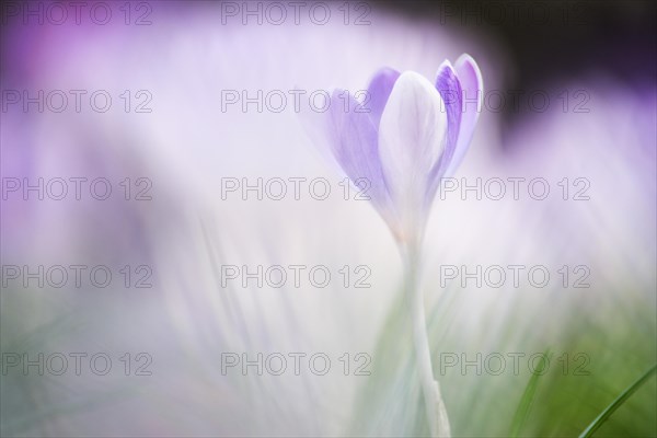 Crocus (Crocus sp.)