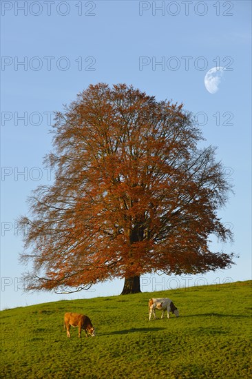 European Beech (Fagus sylvatica) in autumn