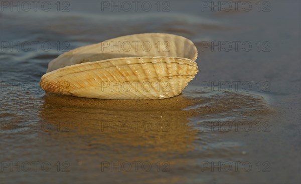 False Angel Wing or American Piddock (Petricola pholadiformis)