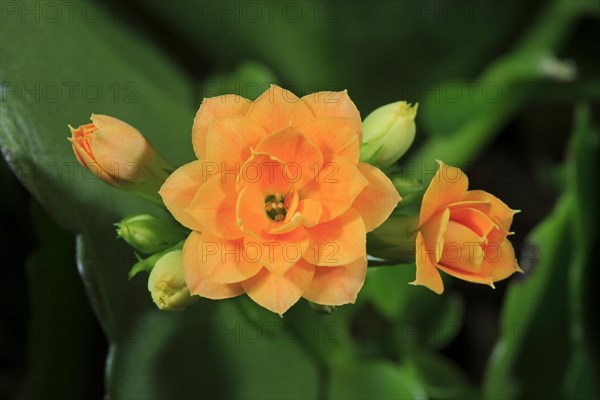 Kalanchoe or Flaming Katy (Kalanchoe blossfeldiana)