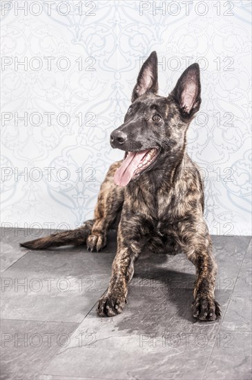 Lying Hollandse Herdershond or Dutch Shepherd Dog