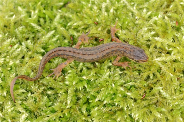 Smooth Newt or Common Newt (Lissotriton vulgaris