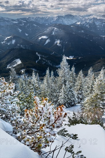 Snow-covered mountain forest