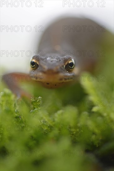 Smooth newt (Lissotriton vulgaris)