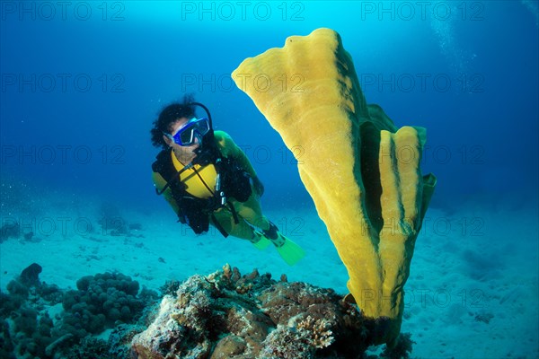 Scuba diver observing an Elephant Ear Sponge (Lanthella basta)