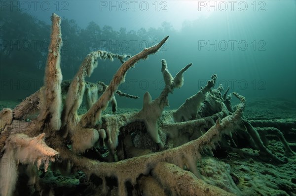 Roots with Slime Algae