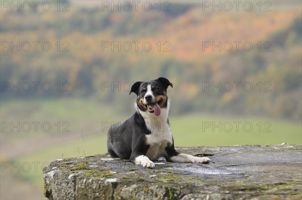 Appenzeller Sennenhund or Appenzell Mountain Dog