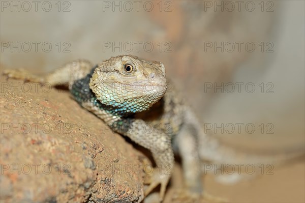 Yellow-backed Spiny Lizard (Sceloporus magister)