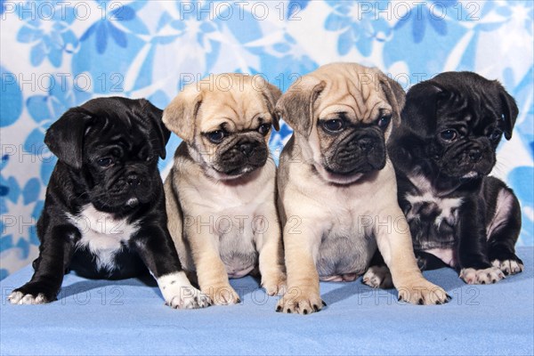 Four Pugs