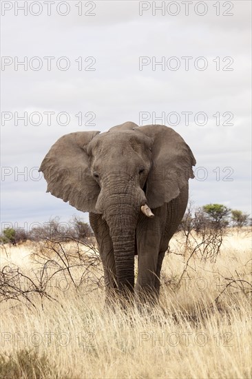 African Elephant (Loxodonta africana)