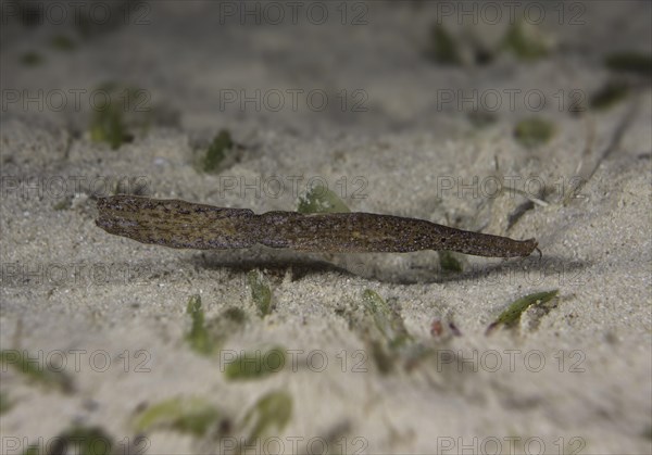 Robust Ghost Pipefish (Solenostomus cyanopterus)