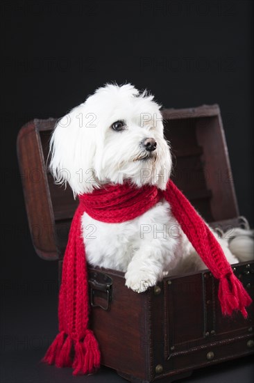 Maltese dog with red scarf in a small treasure chest