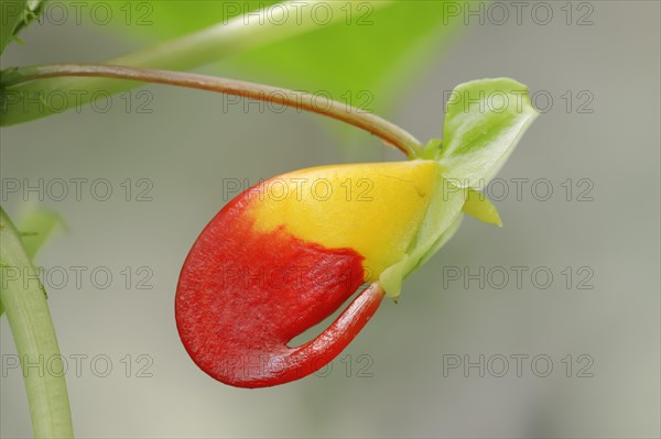 Parrot Impatiens (Impatiens niamniamensis)