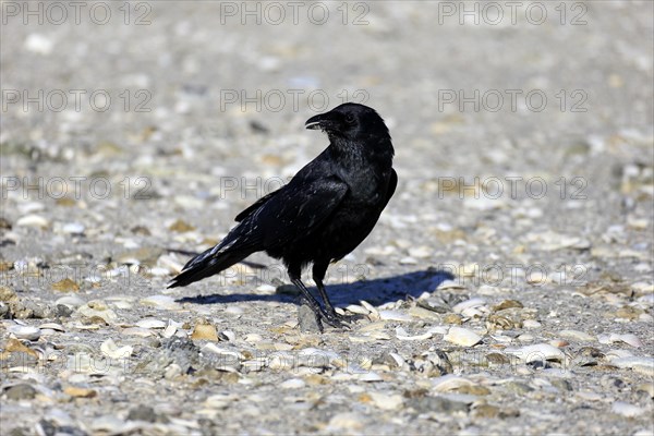 Fish Crow (Corvus ossifragus)