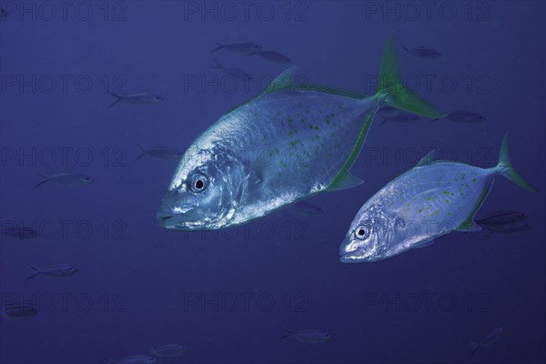 White Trevallies or Striped Jacks (Pseudocaranx dentex)