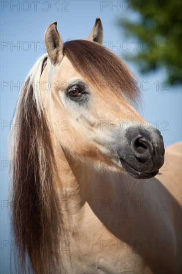 Norwegian Pony