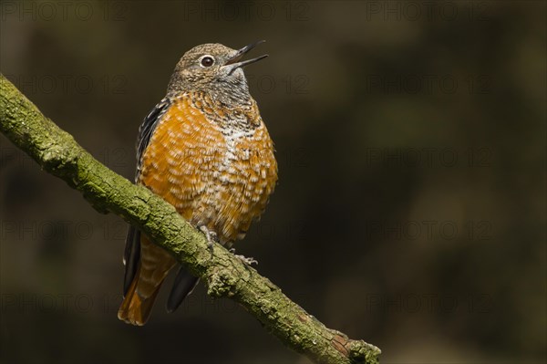 Common Rock Thrush (Monticola saxatilis)