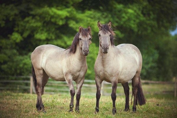 Two mares