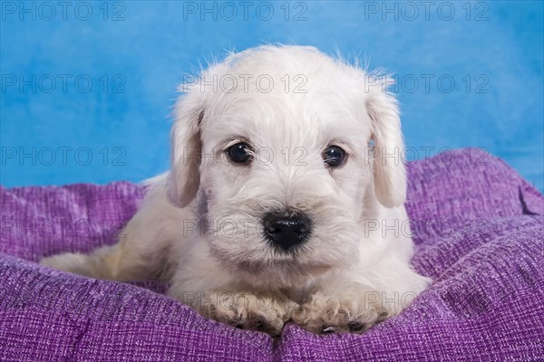 White Miniature Schnauzer