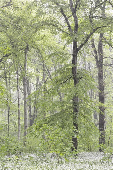 Flowering wild garlic (Allium ursinum) in spring forest