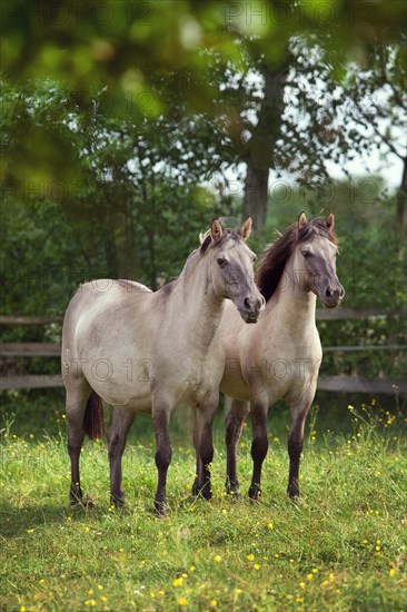 Two mares