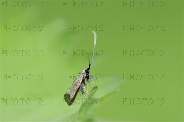 Green Longhorn (Adela reaumurella)