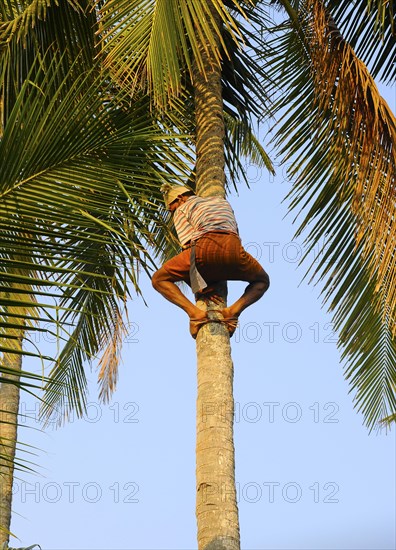 Man climbing a coconut tree