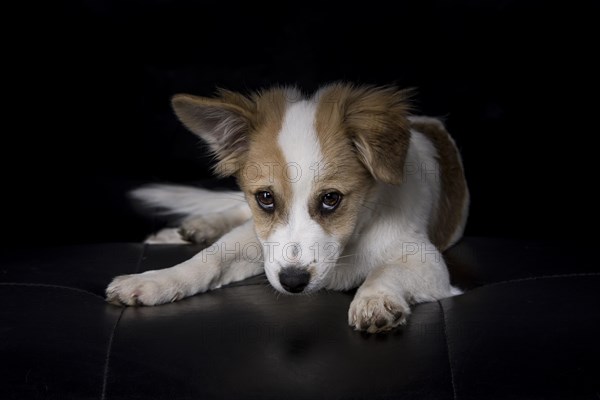 Jack Russell Terrier mix lying on a black leather sofa