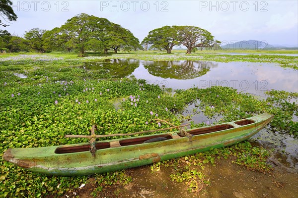 Outrigger canoe on the banks of the artificial lake Tissa Wewa