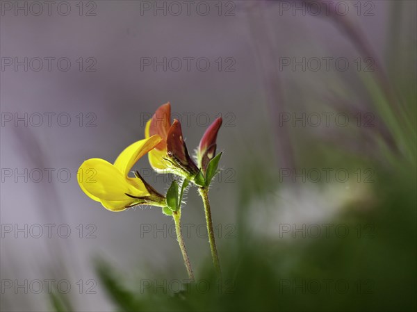 Horseshoe Vetch (Hippocrepis sp.)