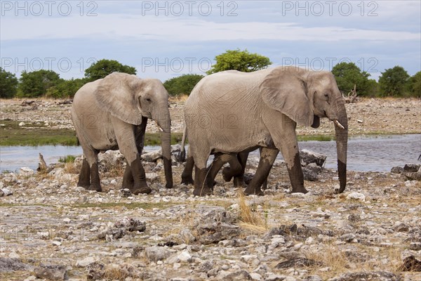 African elephants (Loxodonta africana)