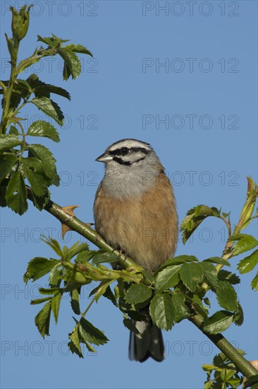 Rock Bunting (Emberiza cia)