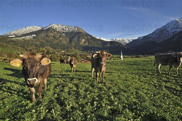 Cows standing on a pasture