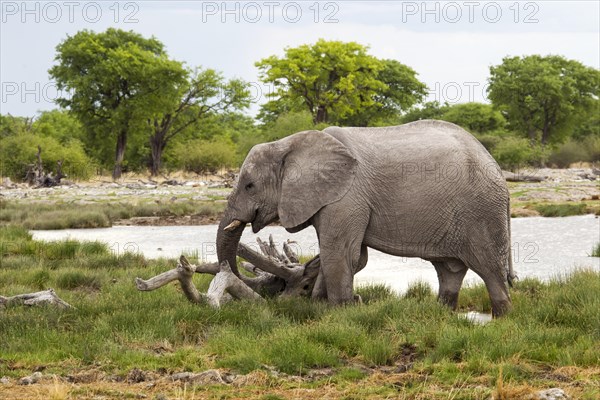 African Elephant (Loxodonta africana)