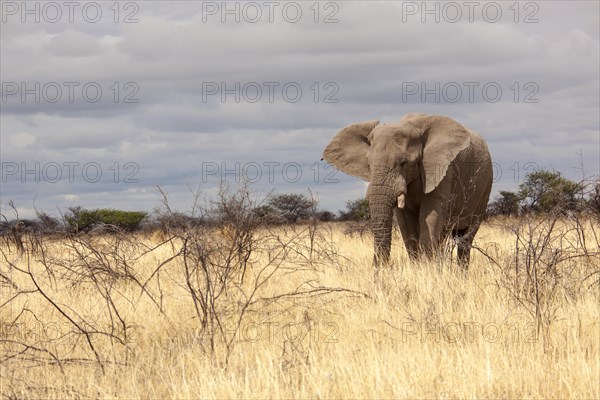 African Elephant (Loxodonta africana)