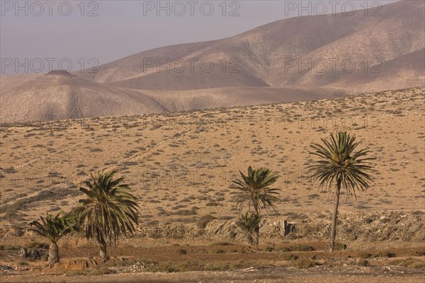 Mountain landscape with a palm grove near Tuineje