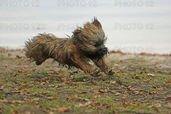 Lhasa Apso running at a lake