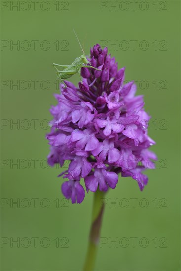 Speckled Bush-cricket (Leptophyes punctatissima) on a Pyramid Orchid (Anacamptis pyramidalis)