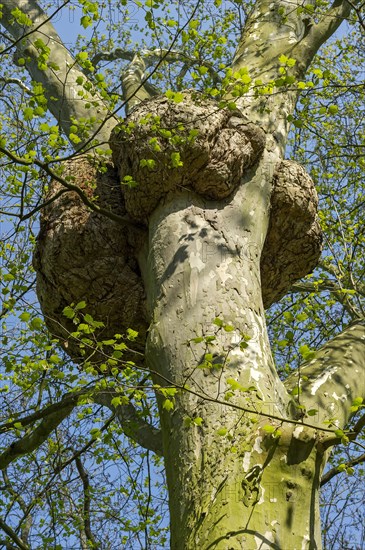 London Plane (Platanus x hispanica