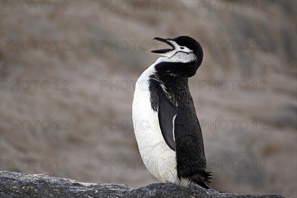 Chinstrap Penguin (Pygoscelis antarctica)