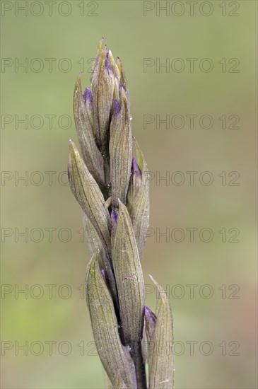 Violet Limodore (Limodorum abortivum)